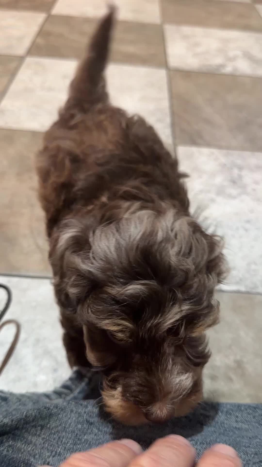 Doxiepoo dogs for sale: Mia - Video 1