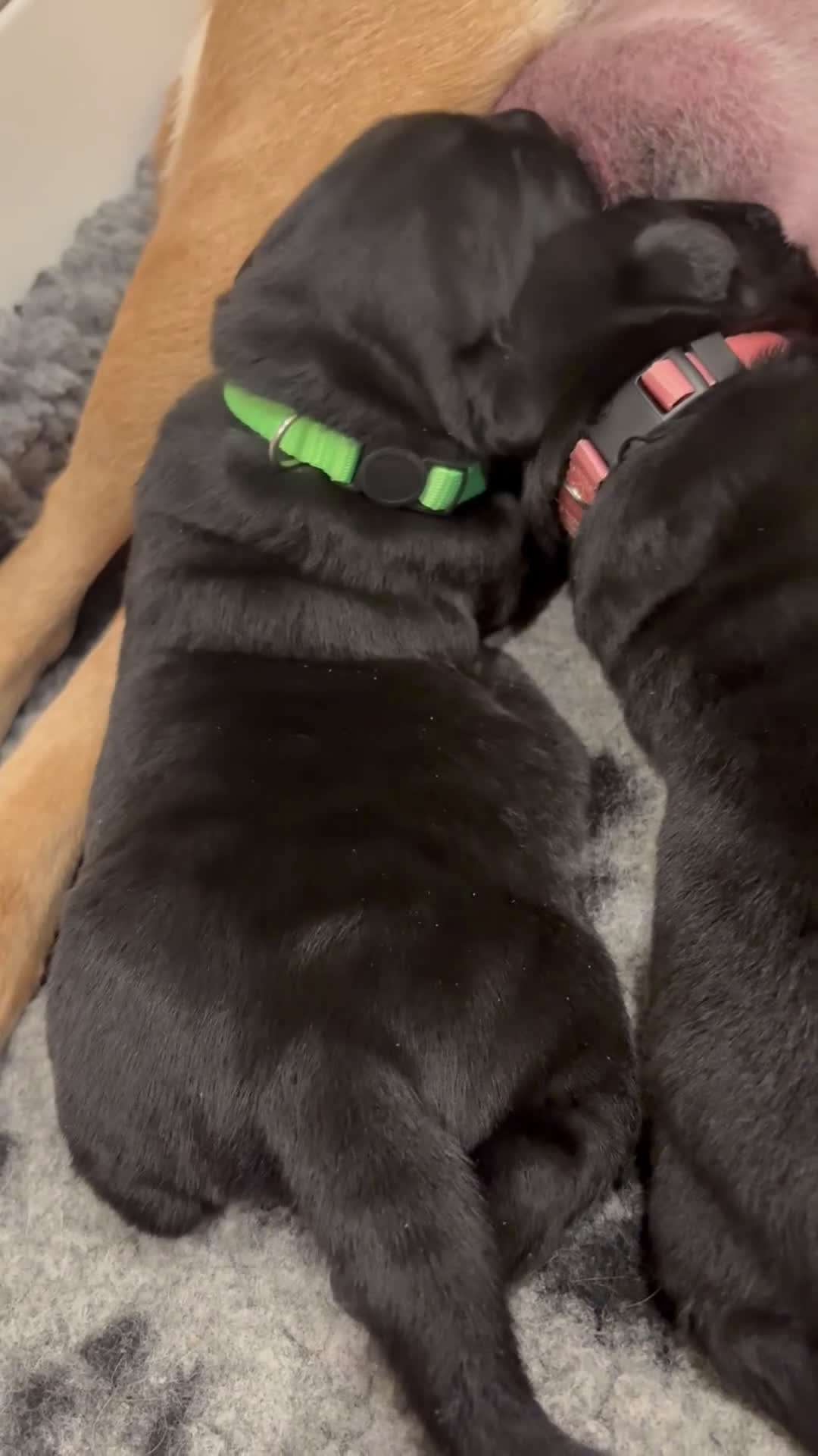 Labrador Retriever dogs for sale: Green collar boy - Video 2