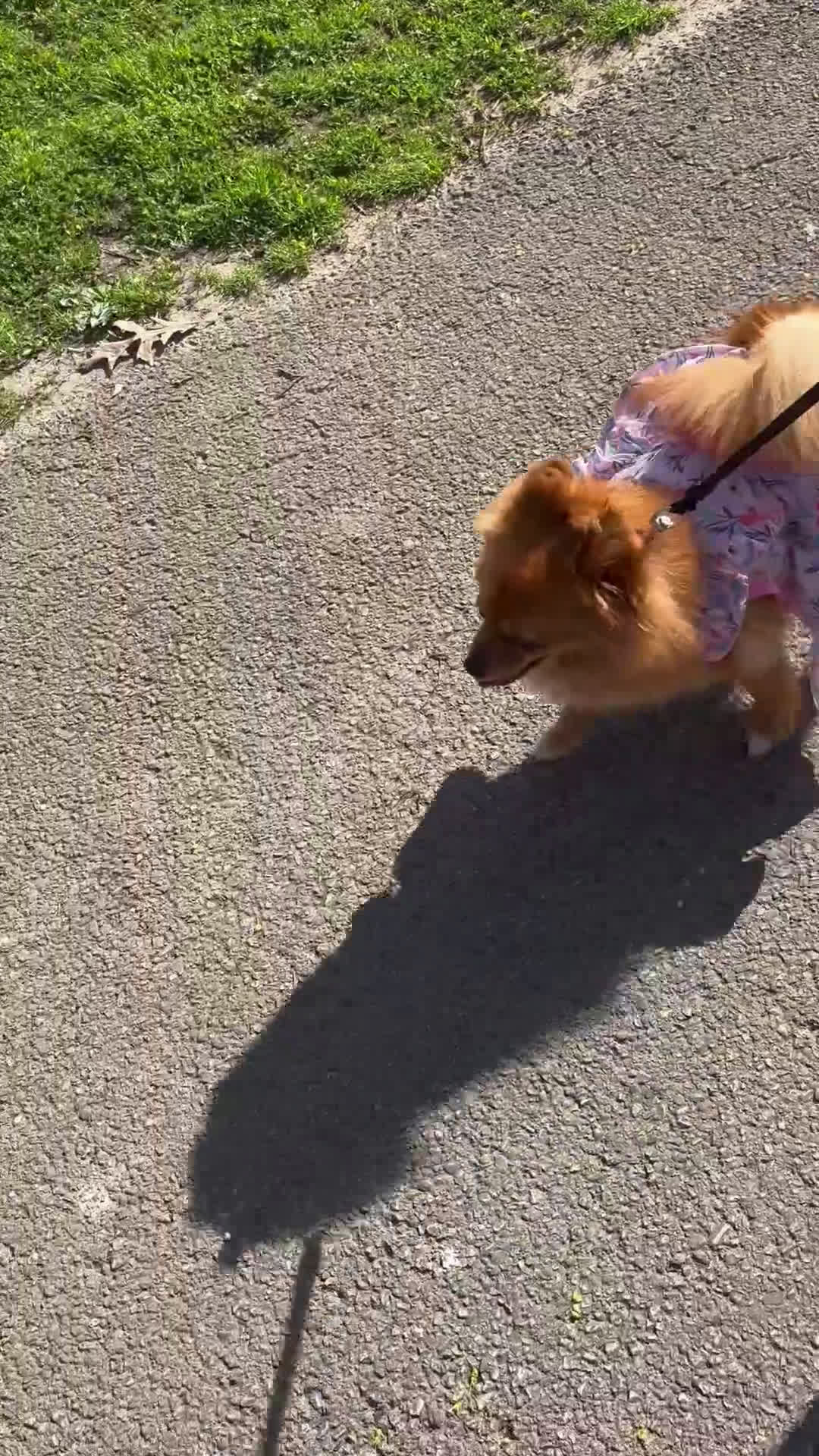 Pomeranian dogs for sale: Pomeranian Puppy 1 - Video 1