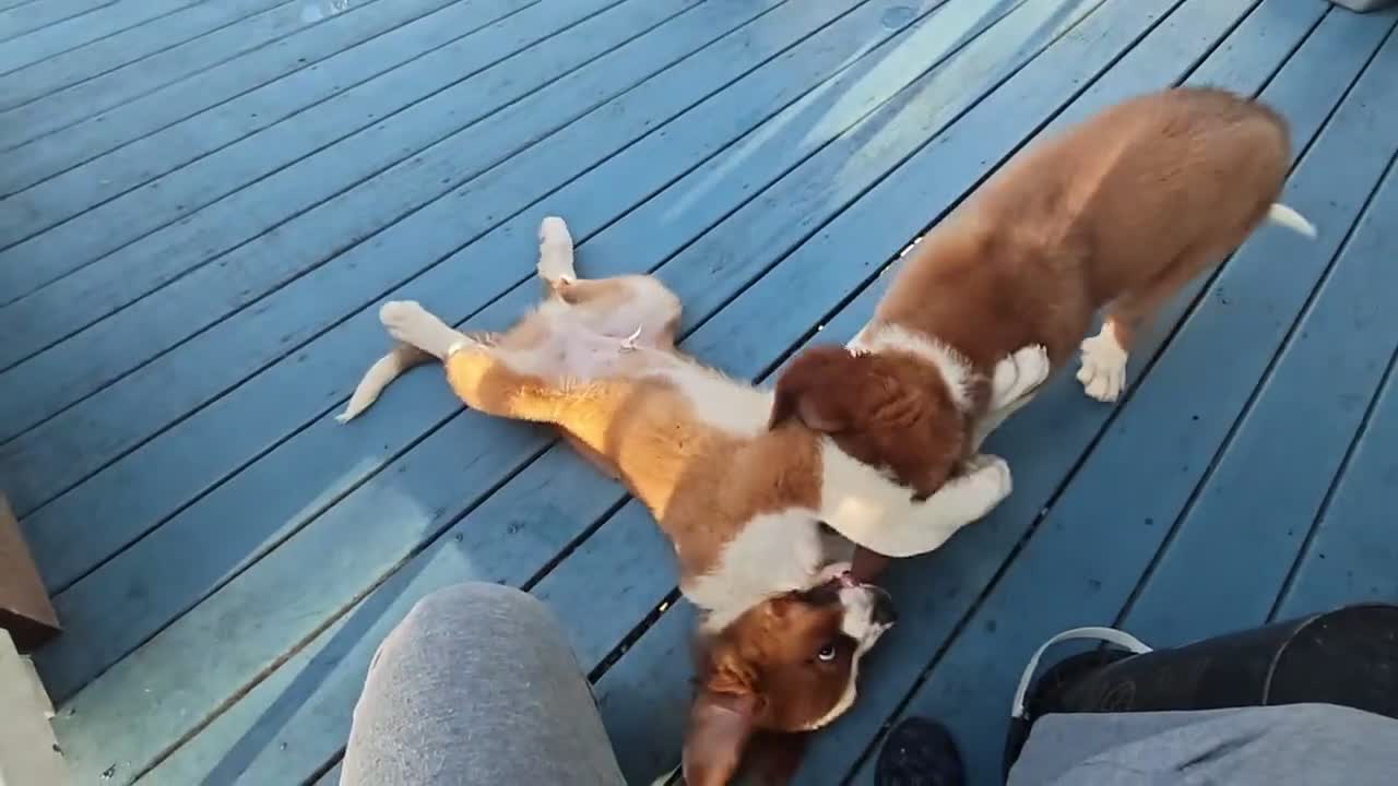 Mixed Breed dogs for sale: Moose - Video 1