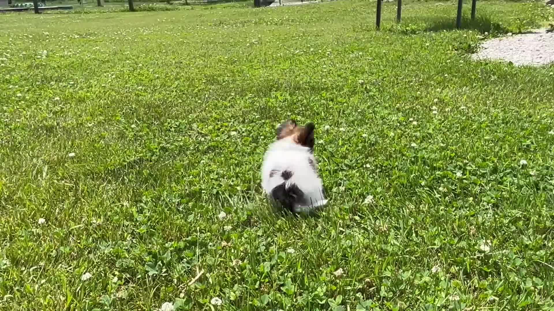 Papillon dogs for sale: Meadow - Video 1