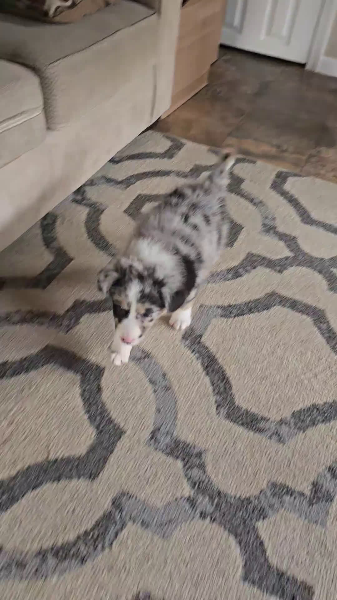 Australian Shepherd dogs for sale: Australian Shepherd Puppy 3 - Video 1