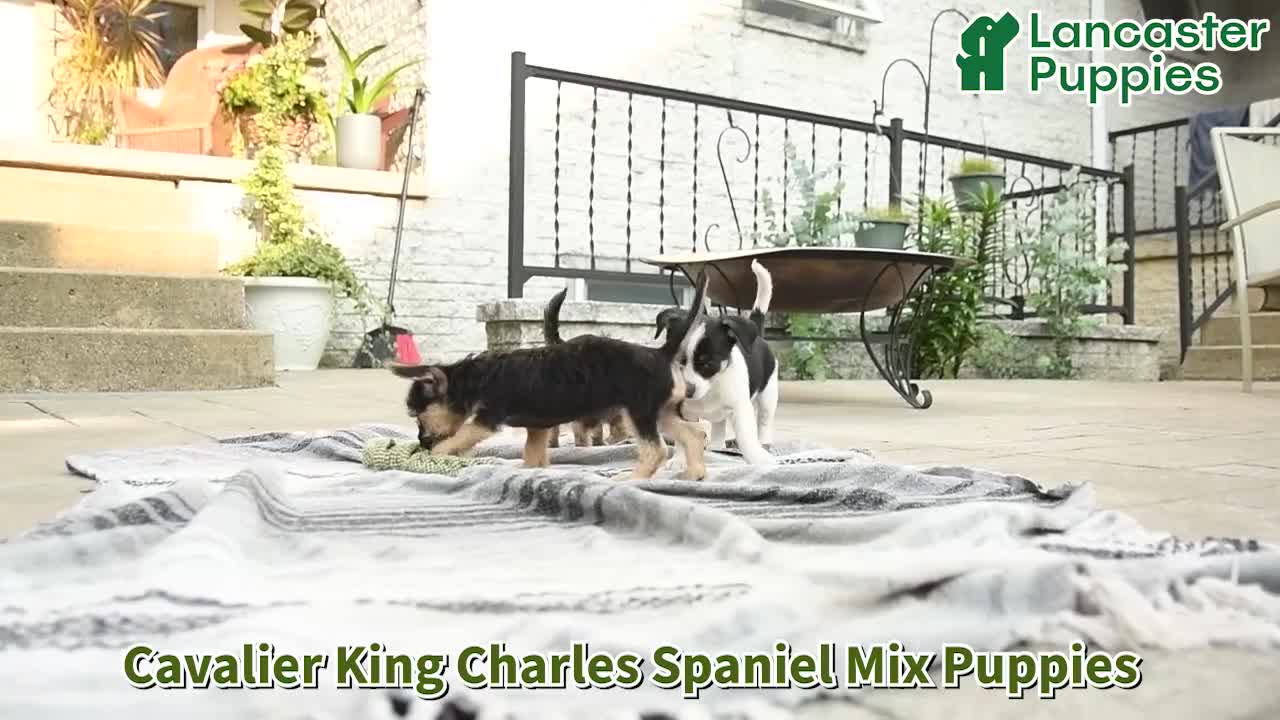 Mixed Breed dogs for sale: Maverick - Video 1