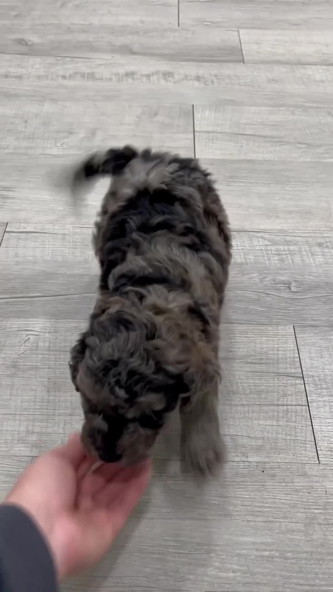Miniature Poodle dogs for sale: Gabe - Video 1