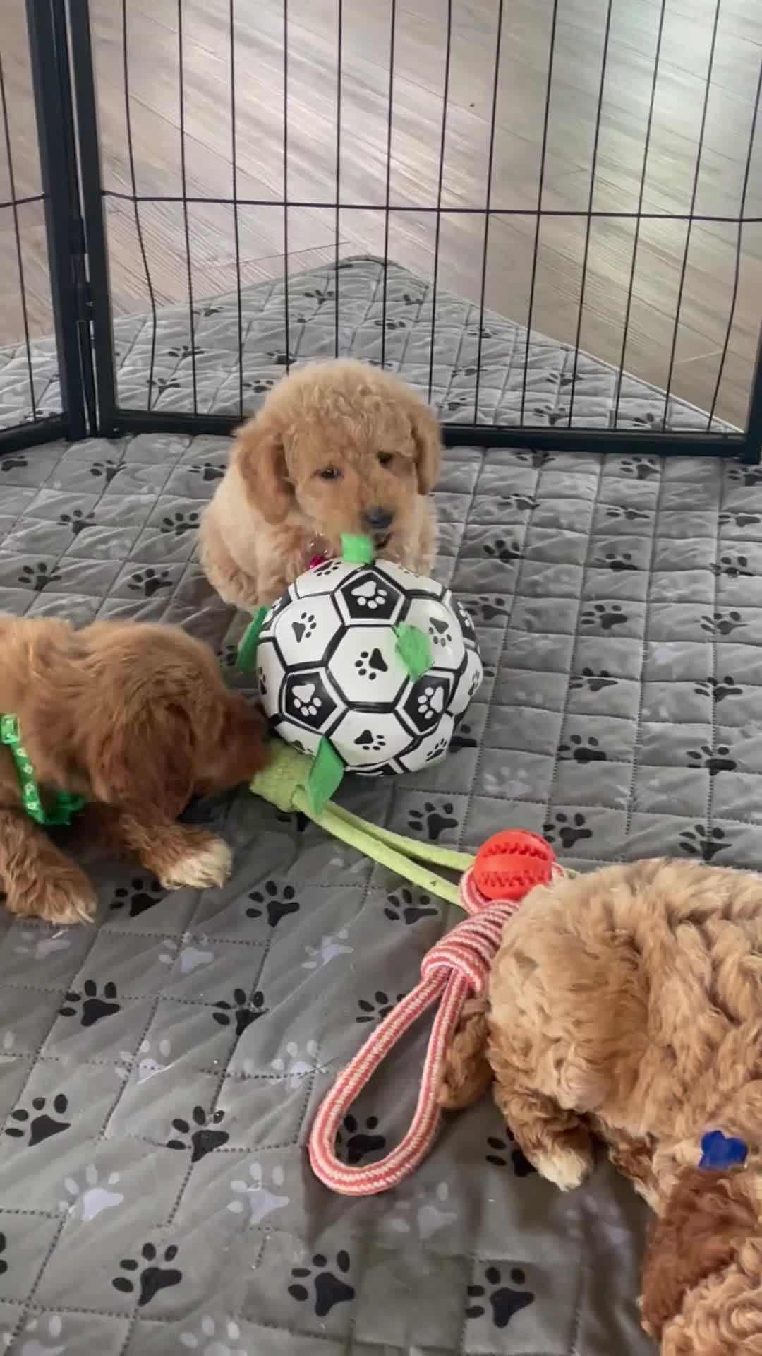 Mini Goldendoodle dogs for sale: Ms. Mia - Video 1