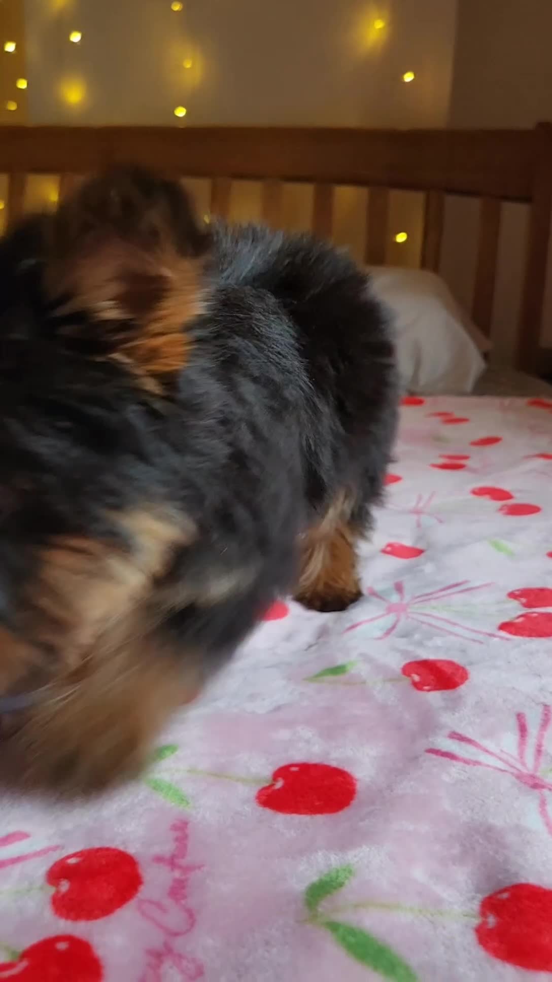 Yorkshire Terrier dogs for sale: Yorkshire Terrier Puppy 2 - Video 1