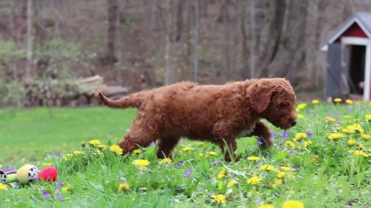 Standard Poodle dogs for sale: Max - Video 1