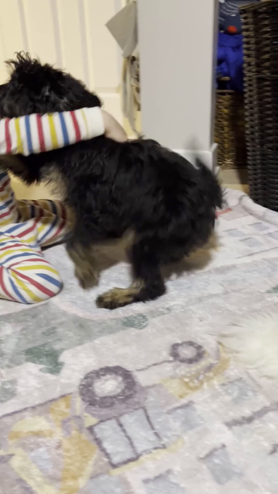 Cavapoo dogs for sale: Damian - Video 1