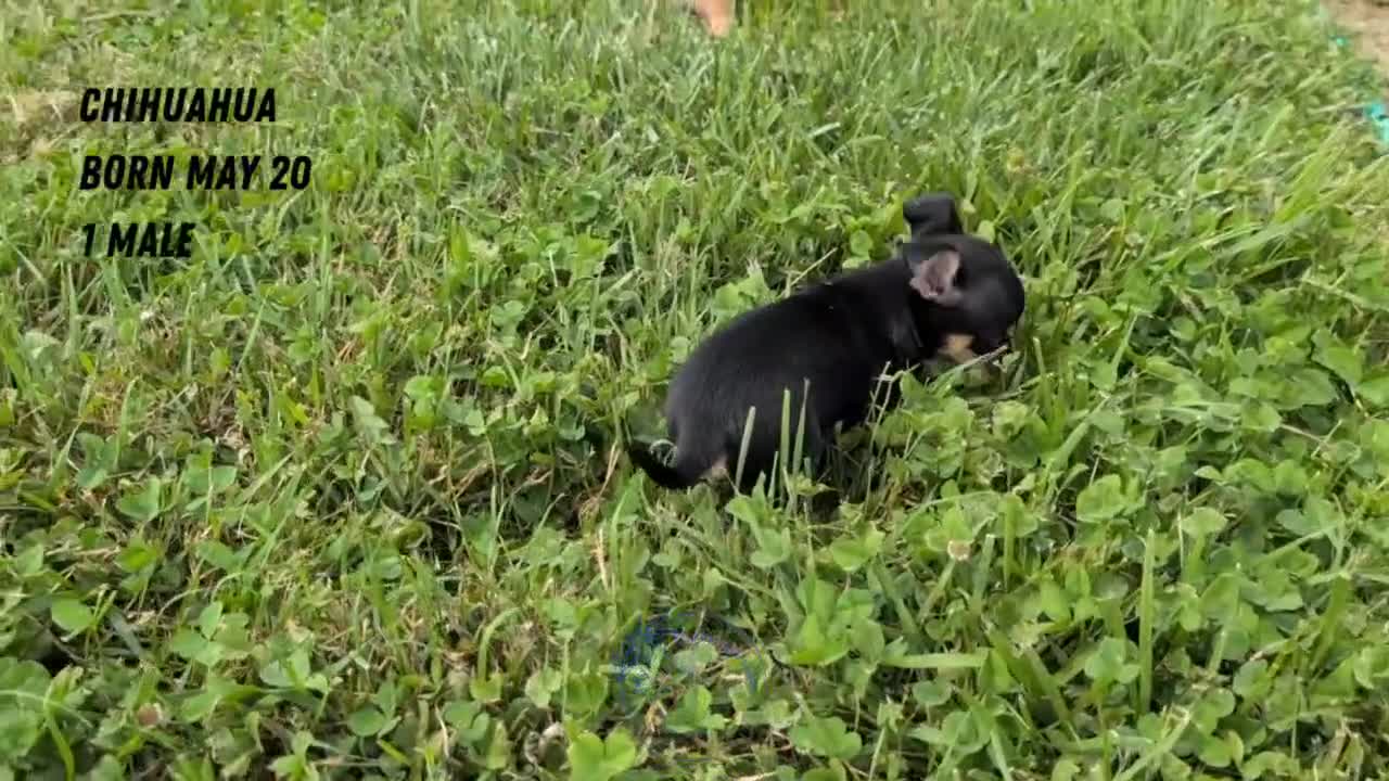 Chihuahua dogs for sale: Yogi - Video 3