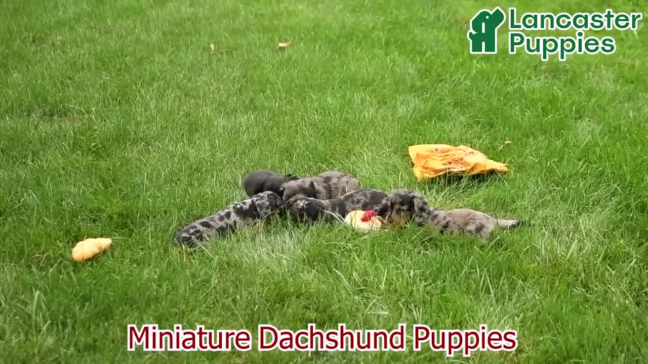 Miniature Dachshund dogs for sale: Darren  - Video 1