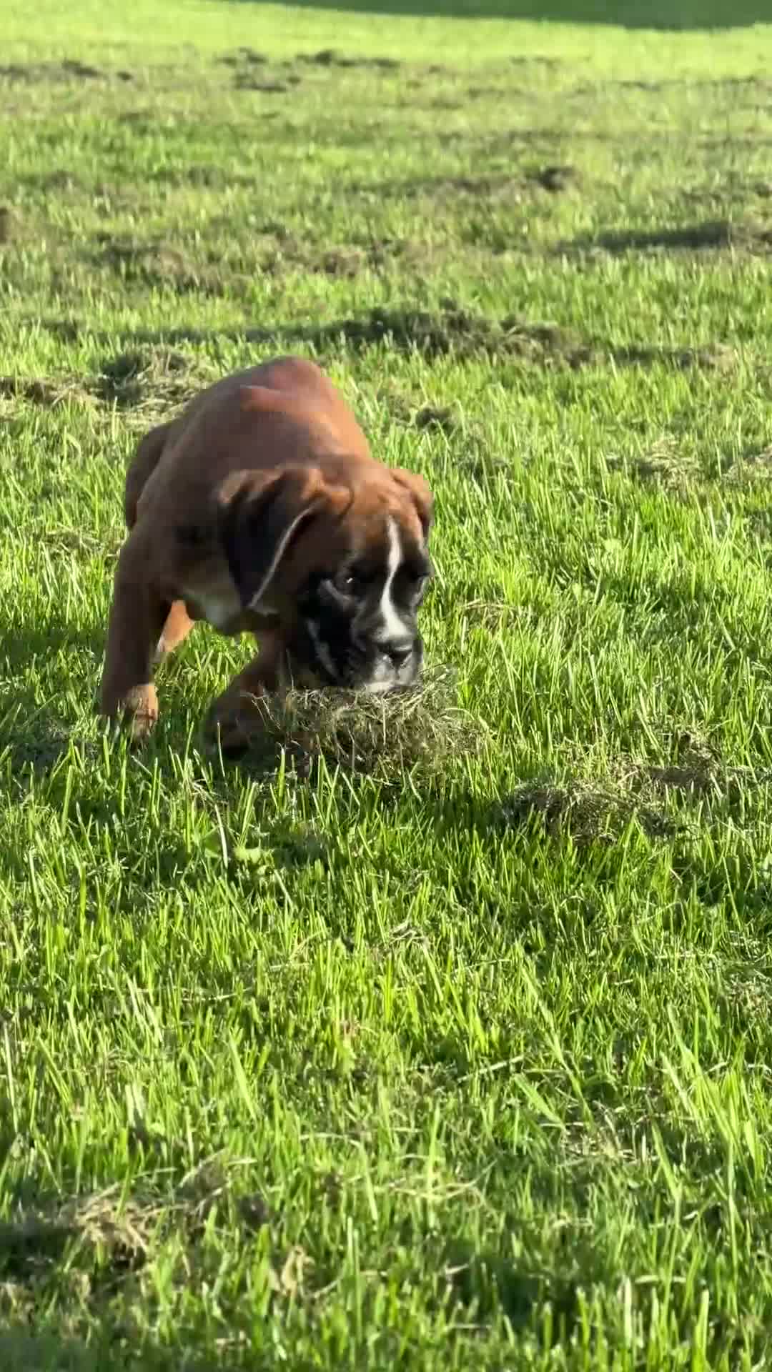 Boxer dogs for sale: RUBY-AKC-Euro lines  - Video 2