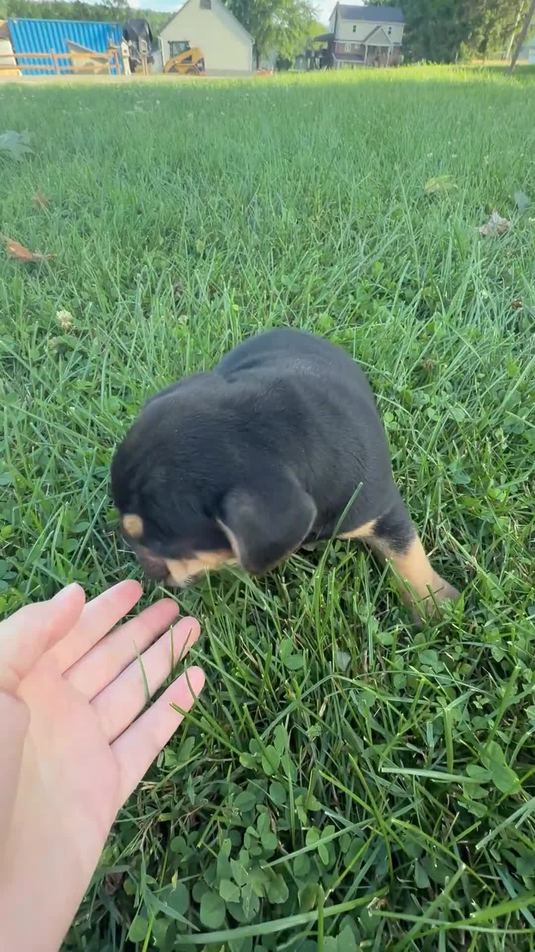 Beabull dogs for sale: Hank - Video 1