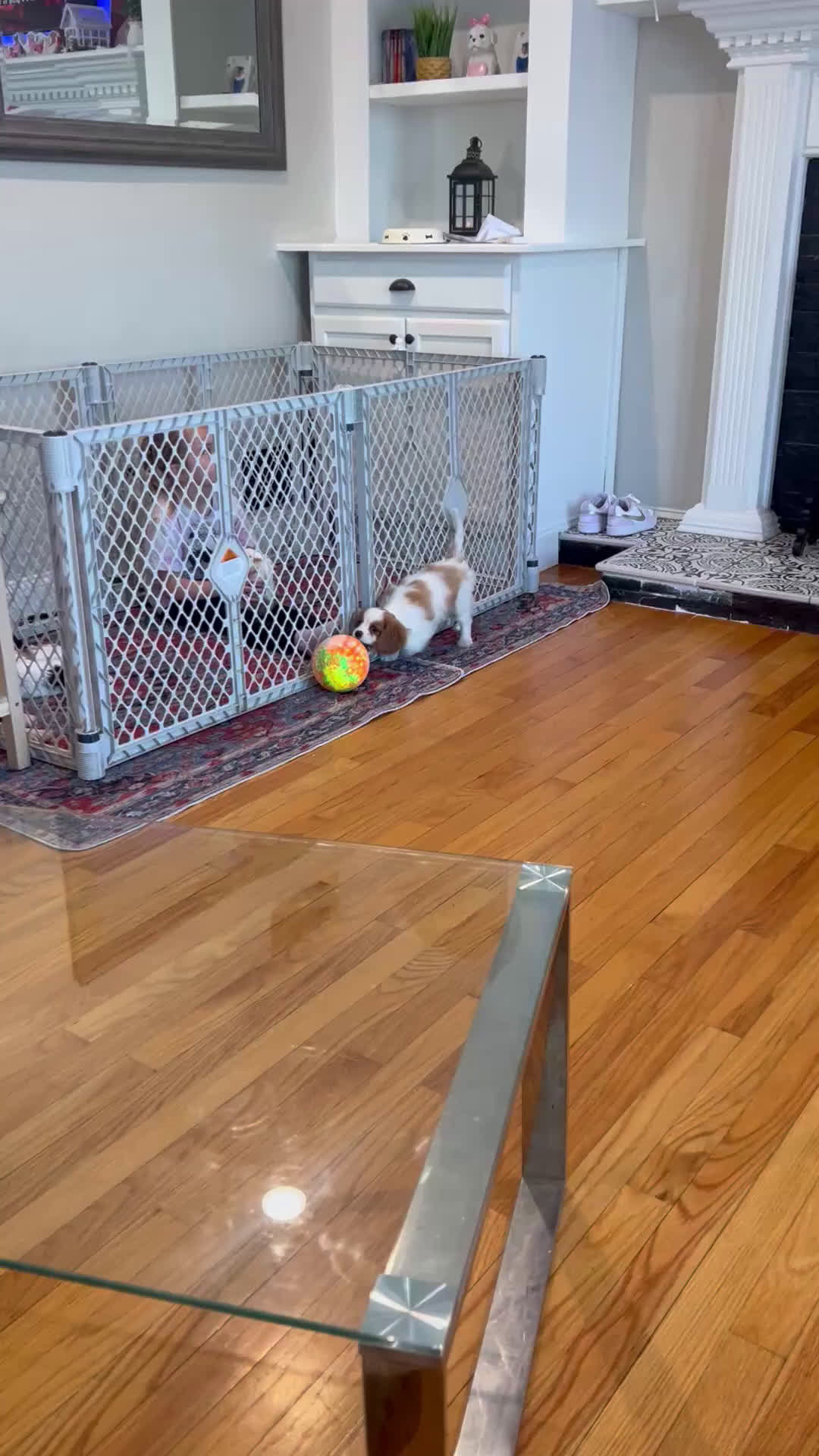 Cavalier King Charles Spaniel dogs for sale: Cavalier King Charles Spaniel Puppy 1 - Video 1