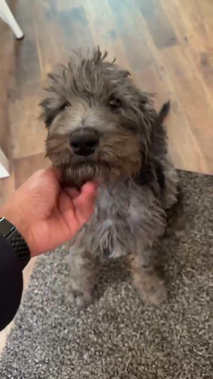 Labradoodle dogs for sale: Bruno - Video 1