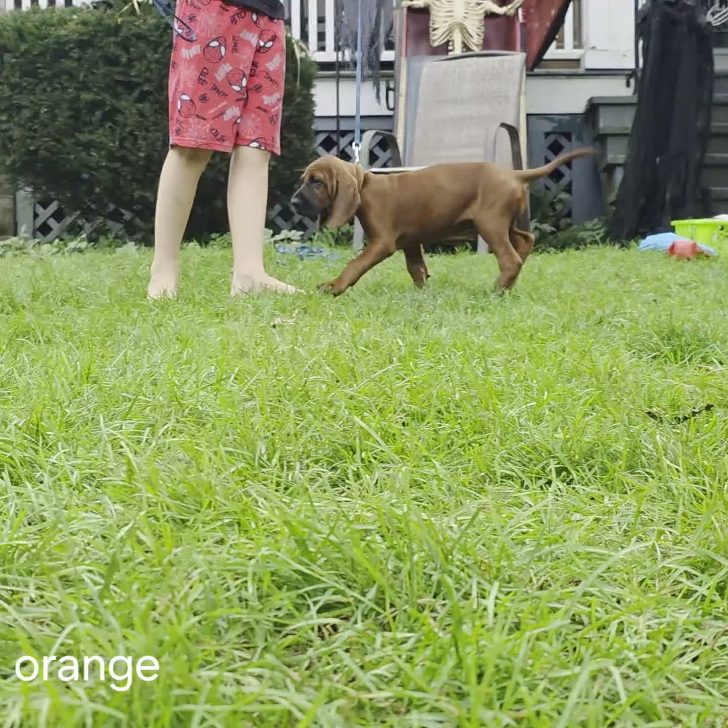 Redbone Coonhound dogs for sale: Redbone Coonhound 7(orange) - Video 1