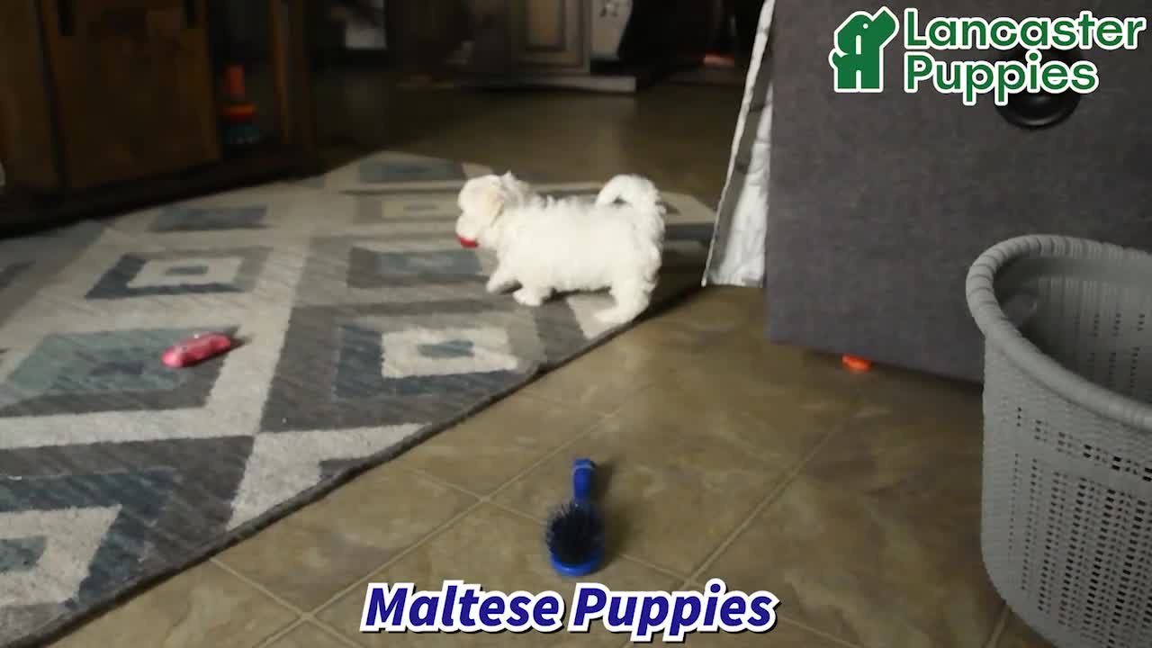Maltese dogs for sale: Dora - Video 1