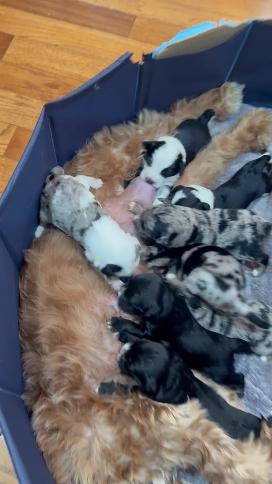 Mixed Breed dogs for sale: Mila - Video 1