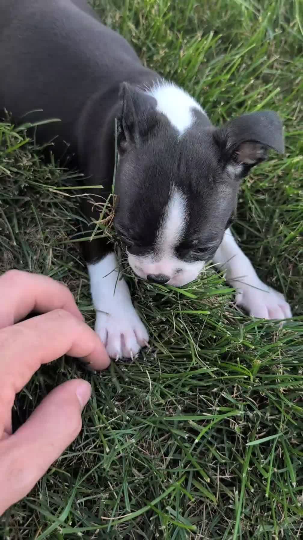 Boston Terrier dogs for sale: Teddy - Video 1