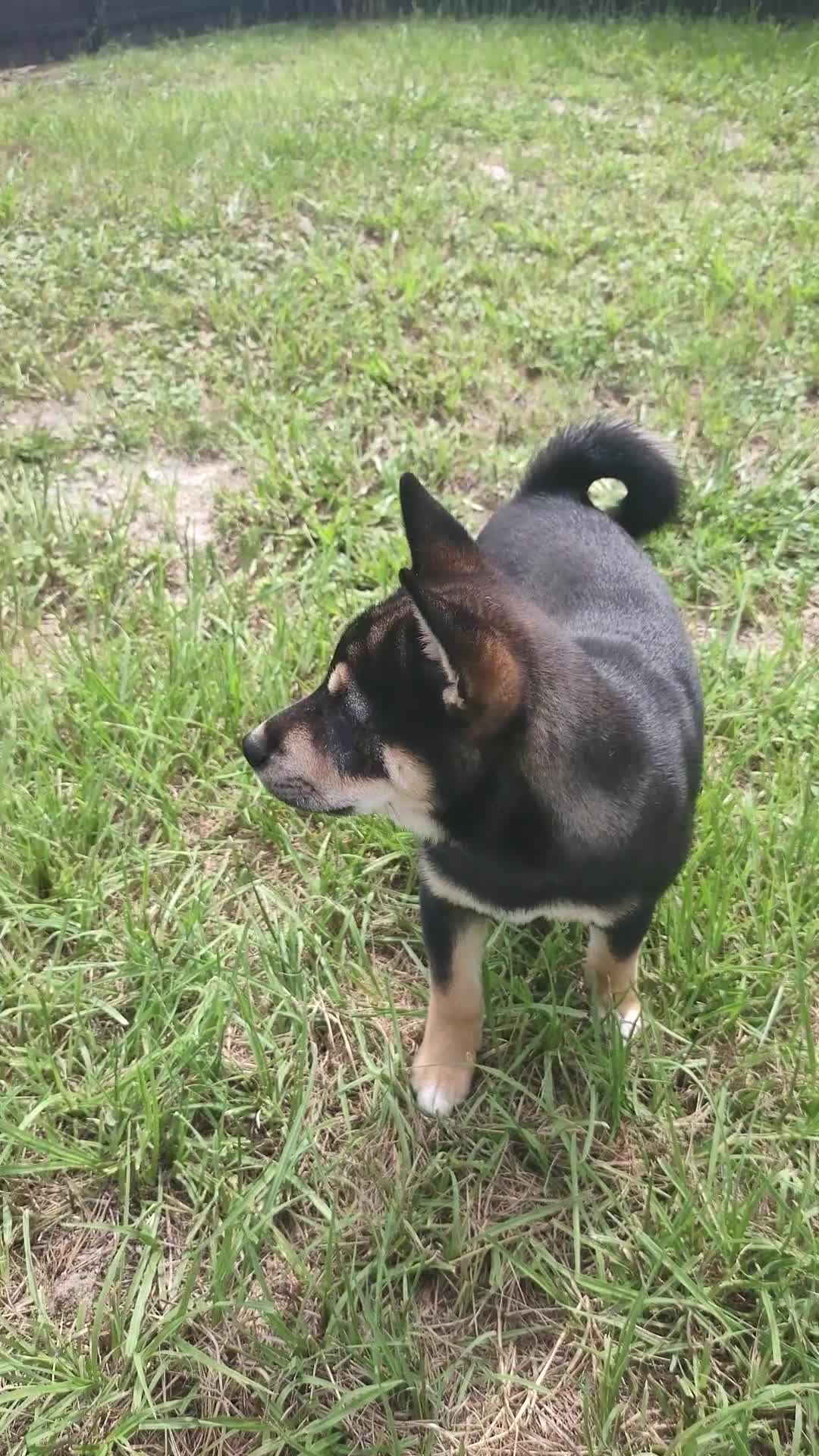 Shiba Inu dogs for sale: Baki  - Video 1
