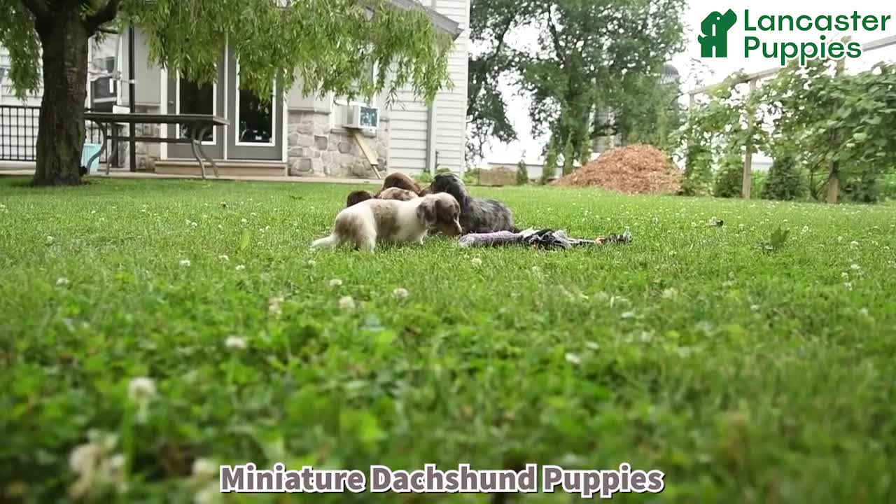 Miniature Dachshund dogs for sale: Sneakers - Video 1
