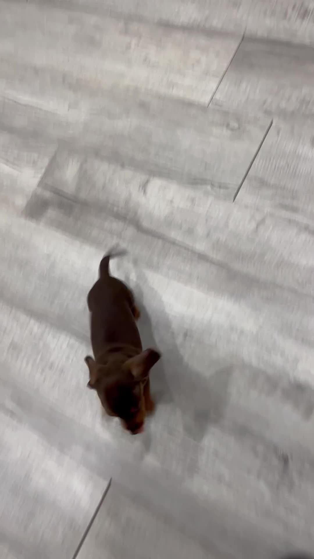 Miniature Dachshund dogs for sale: Hunter - Video 1