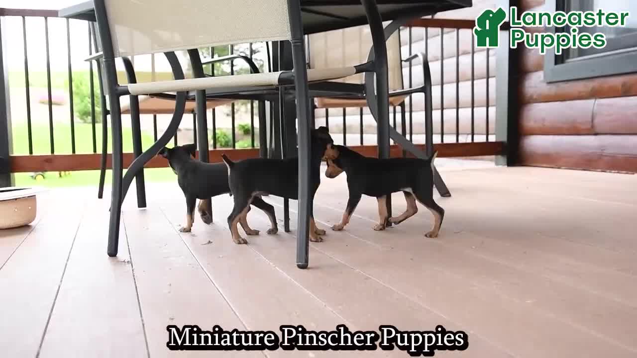 Miniature Pinscher dogs for sale: Toby - Video 1