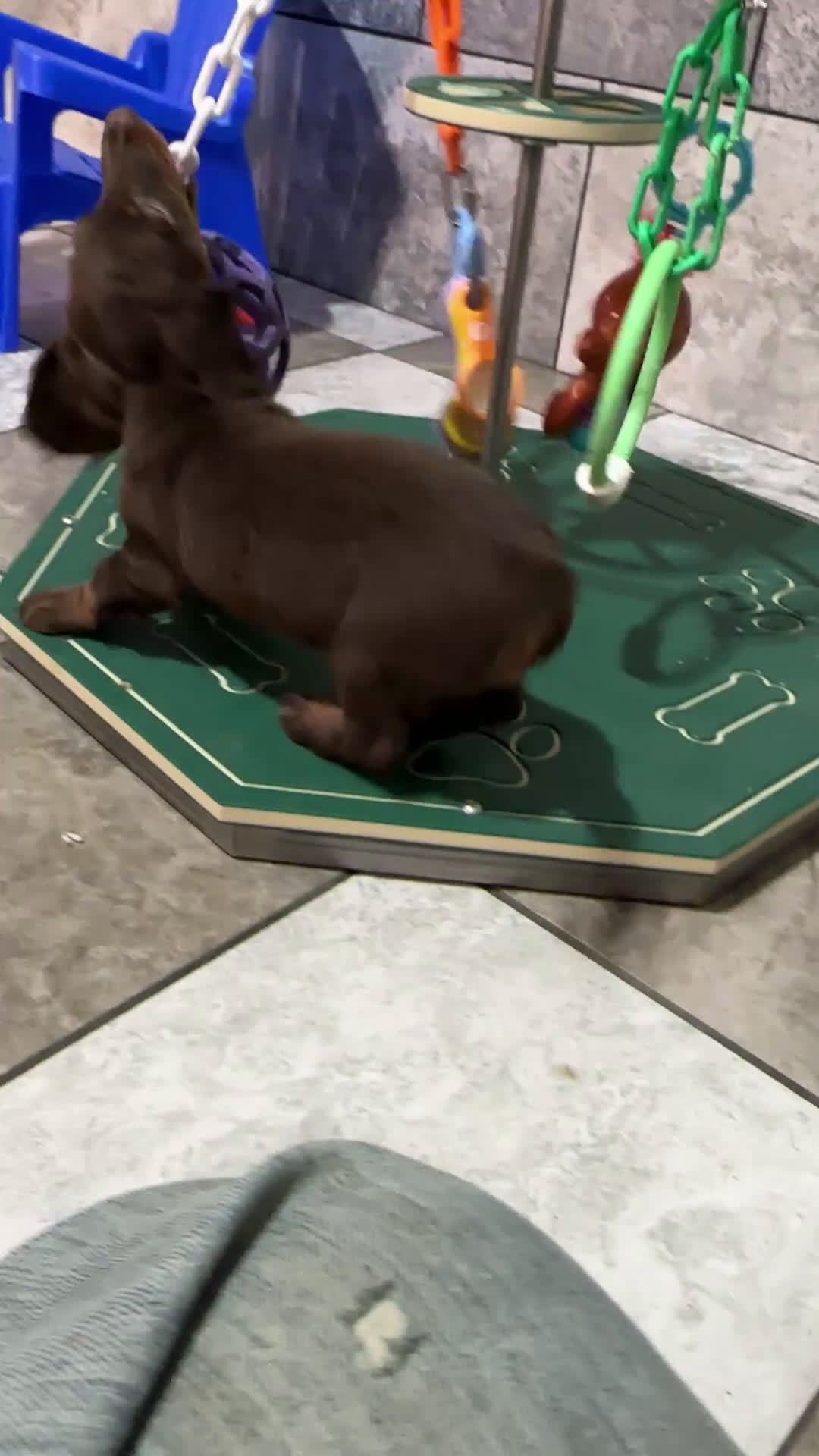 Miniature Dachshund dogs for sale: Ivy - Video 1