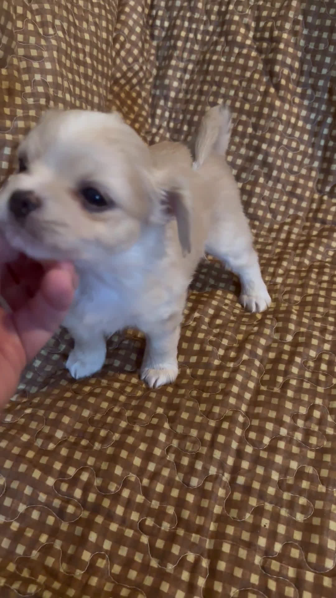 Mixed Breed dogs for sale: Snow White - Video 2