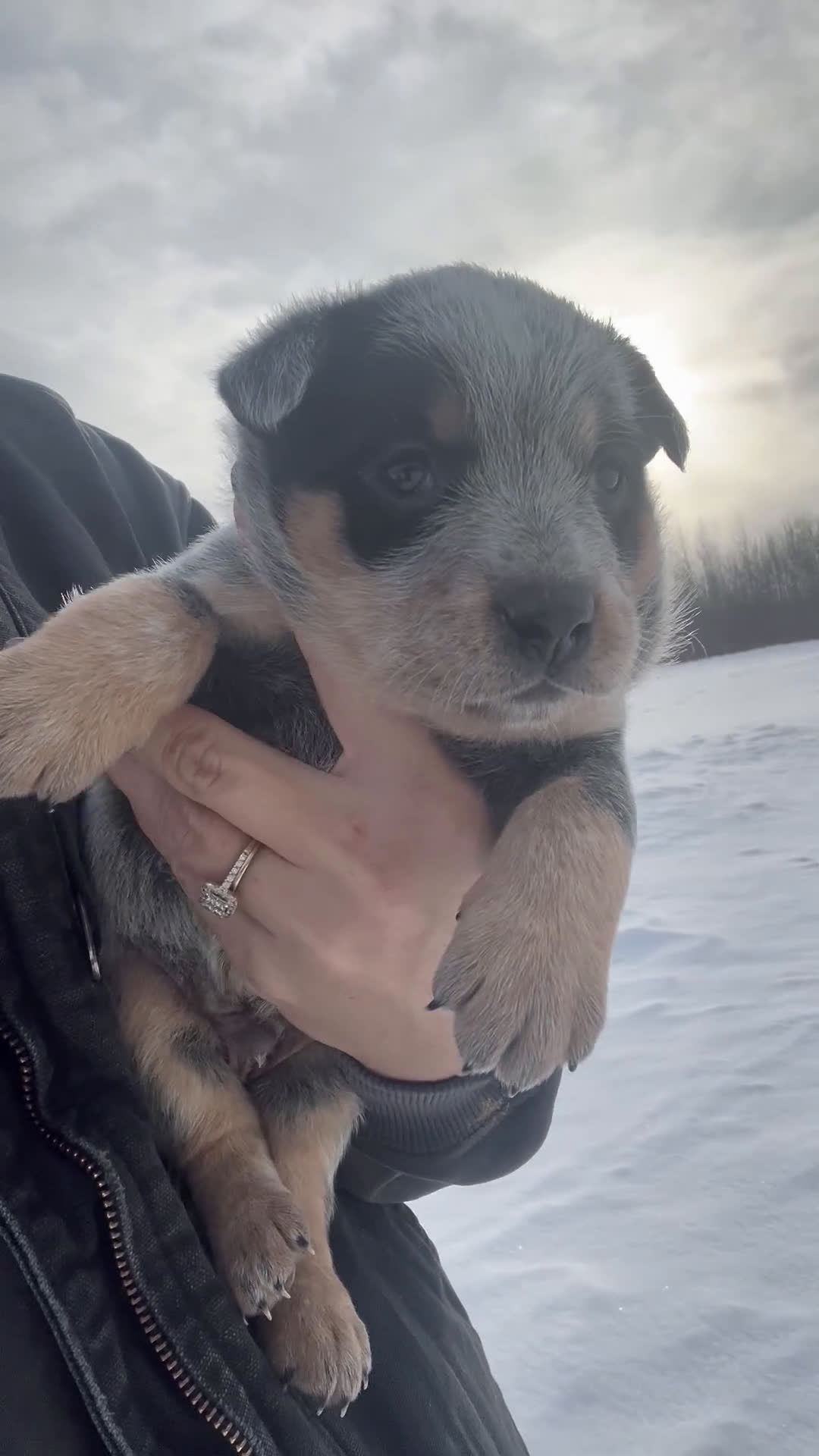 Australian Cattle Dog dogs for sale: Petey - Video 1