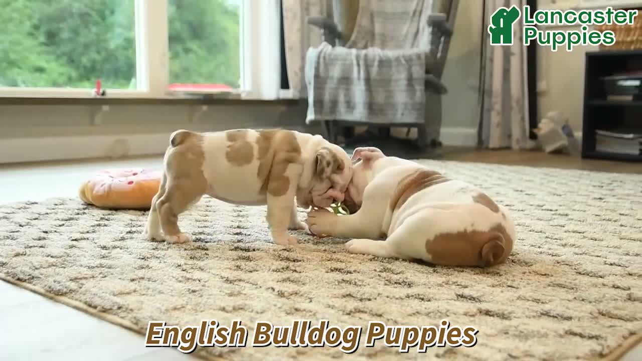 English Bulldog dogs for sale: Fawn - Video 1