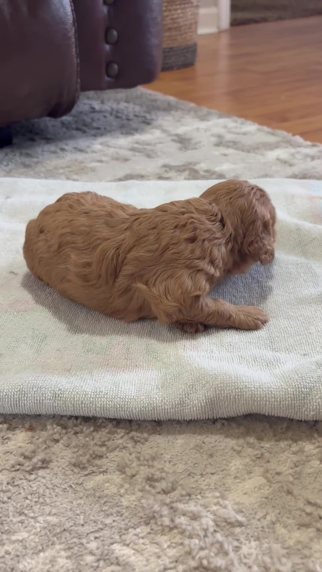 Cavapoo dogs for sale: Pixie - Video 1