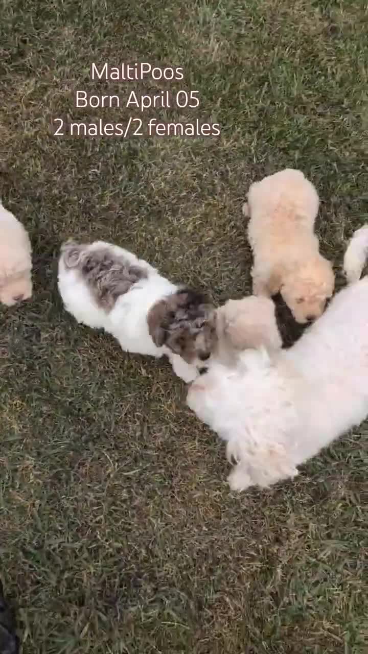 Maltipoo dogs for sale: Dash - Video 2
