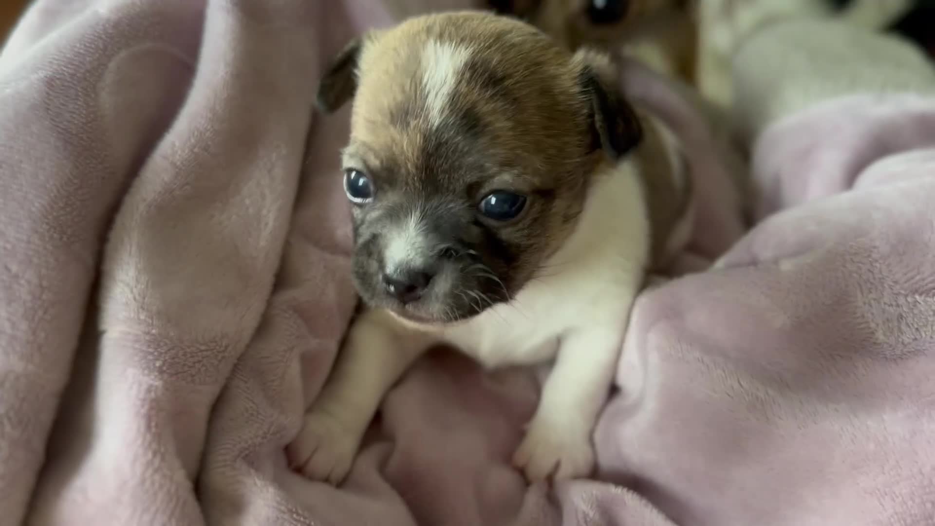 Chihuahua dogs for sale: Chihuahua Puppy 2 - Video 1