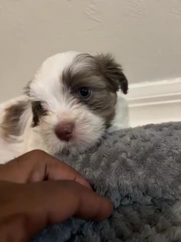 Malshi dogs for sale: Spot - Video 1