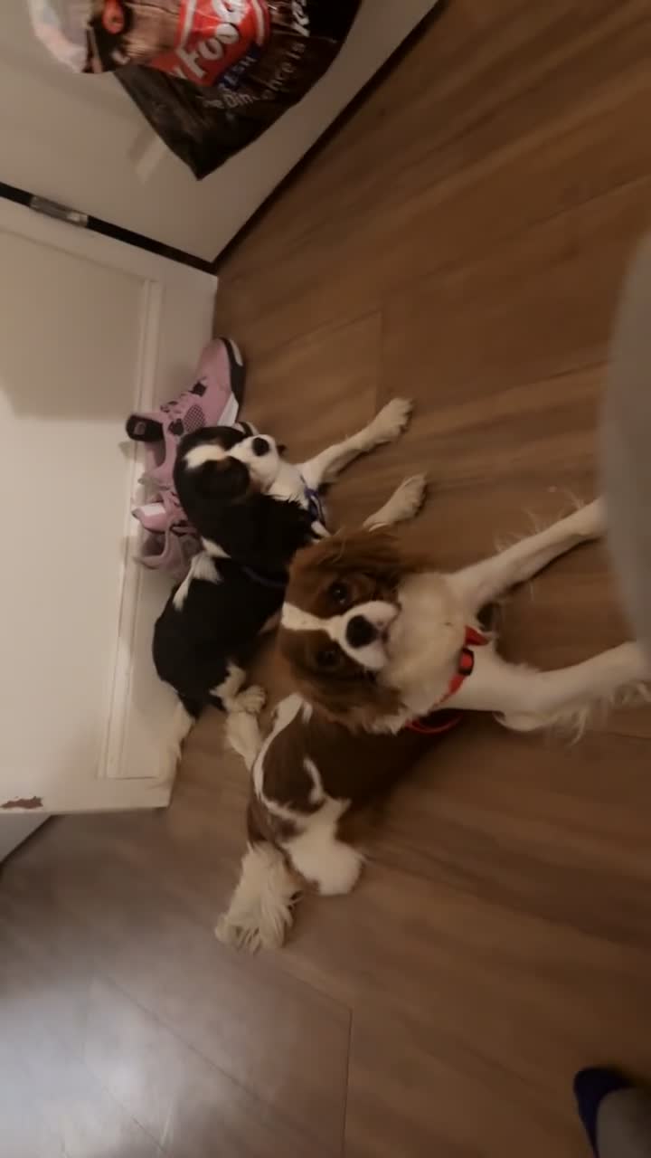 Cavalier King Charles Spaniel dogs for stud: stud service  - Video 1