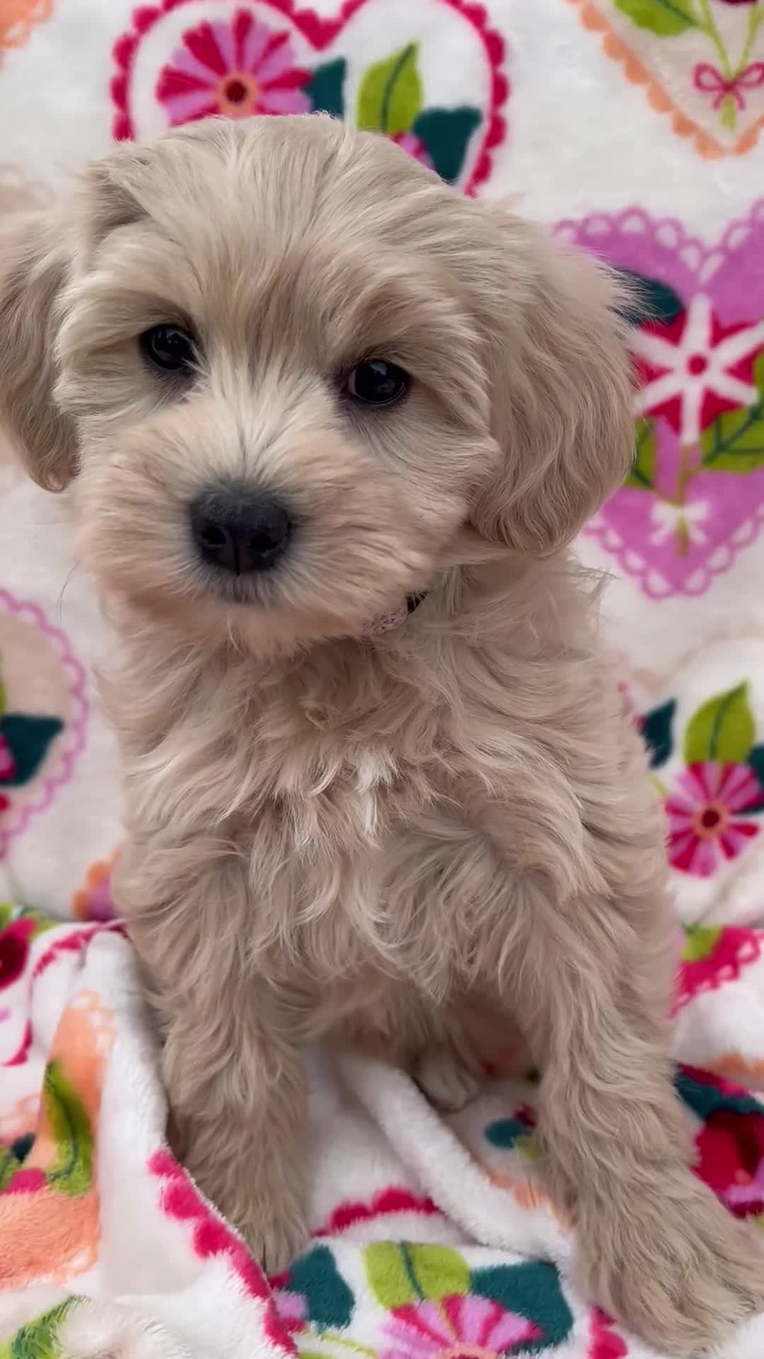 Miniature Schnauzer dogs for sale: Cali - Video 2