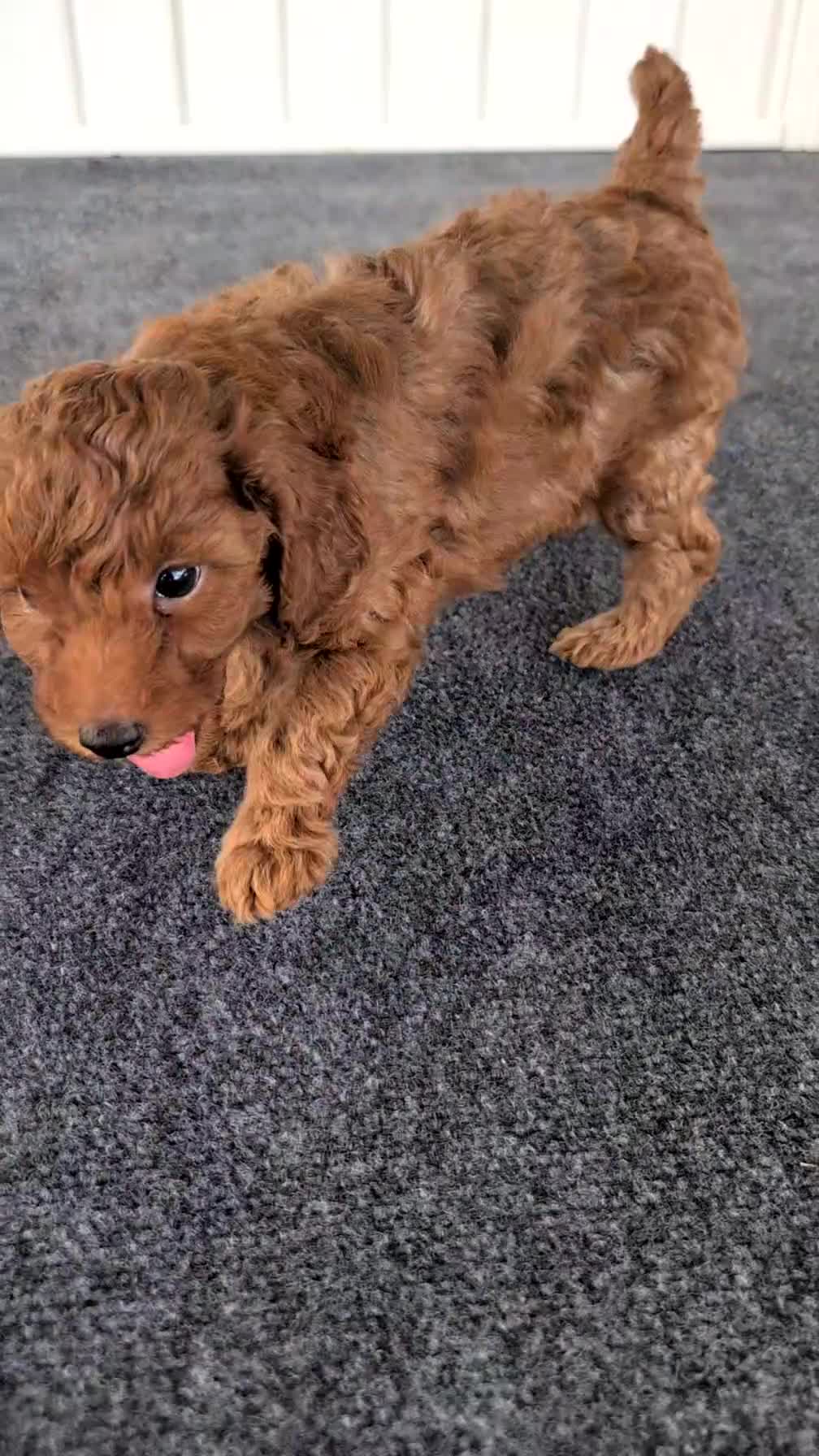 Toy Poodle dogs for sale: Vince - Video 1