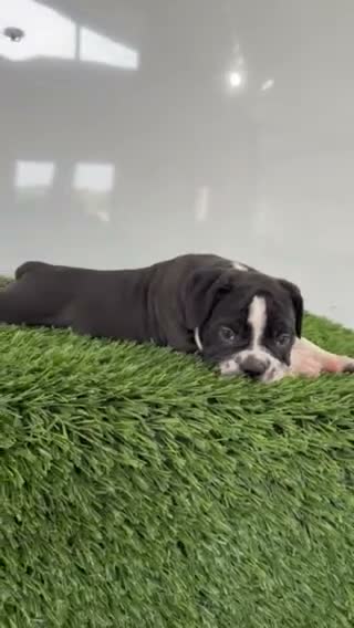 Olde English Bulldogge dogs for sale: Lucy - Video 1