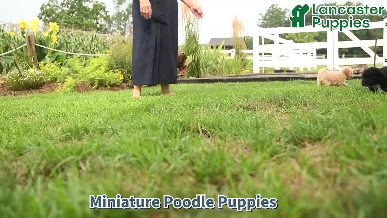 Miniature Poodle dogs for sale: Yelana - Video 1