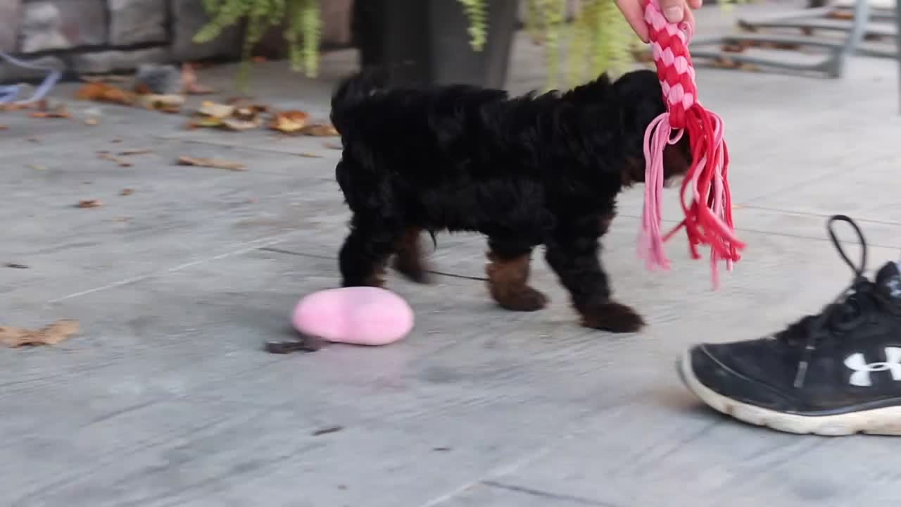 Cavapoo dogs for sale: Ash - Video 1