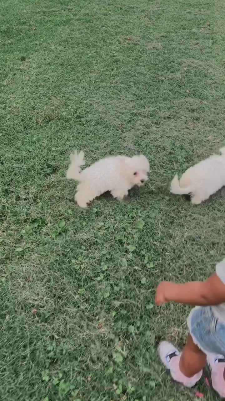 Maltipoo dogs for sale: Maltipoo 1 - Video 1