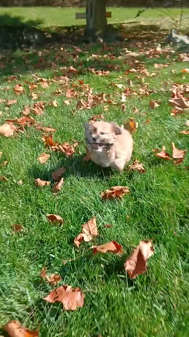 Teddy Bear dogs for sale: Holly  - Video 1