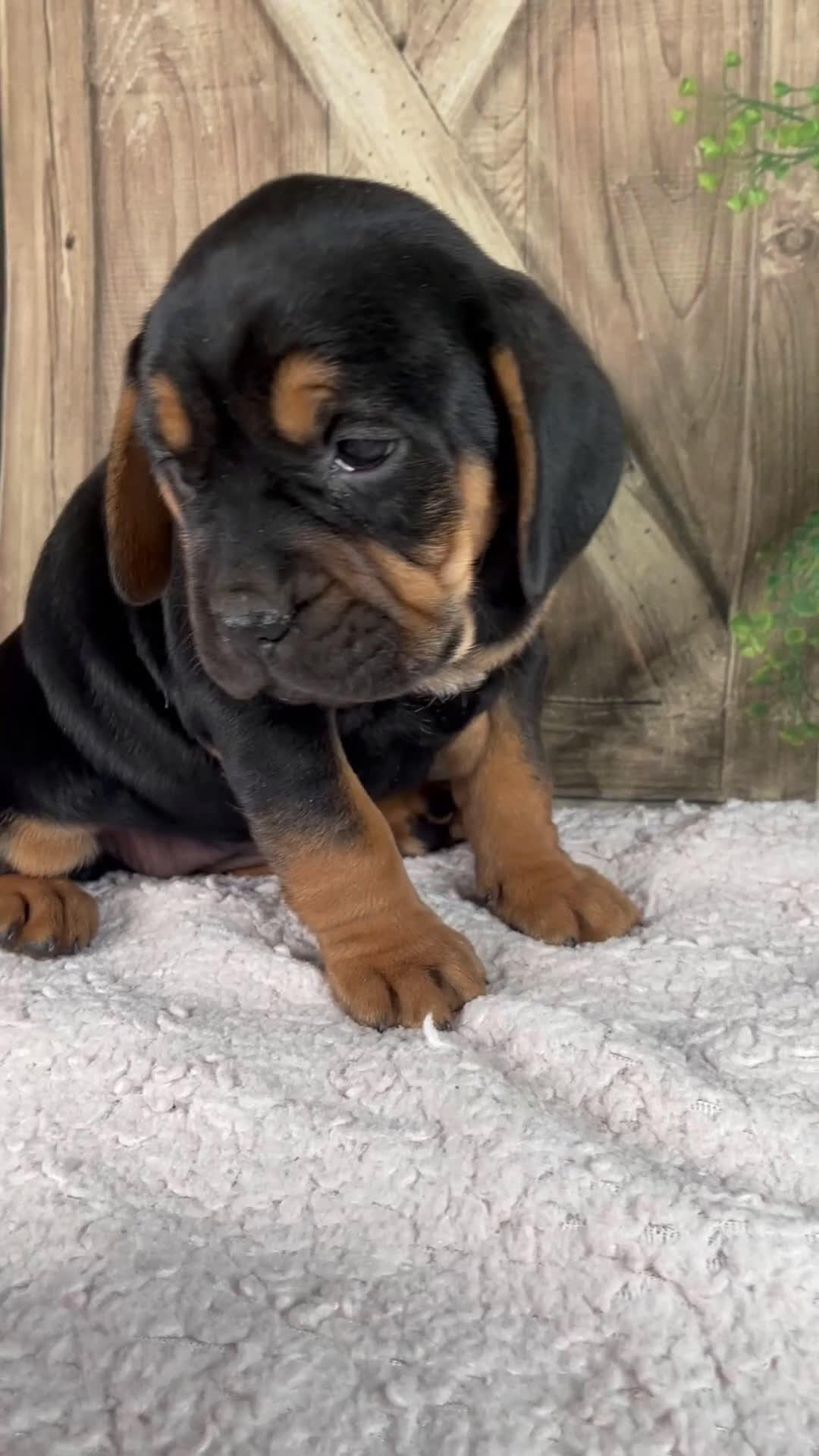 Mixed Breed dogs for sale: Willow - Video 1