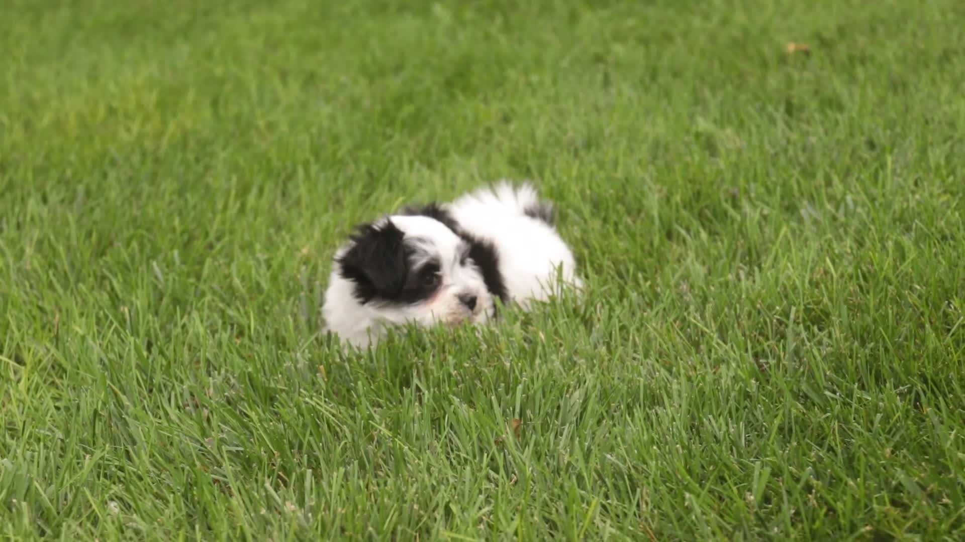 Havanese dogs for sale: Libby Havanese  - Video 2