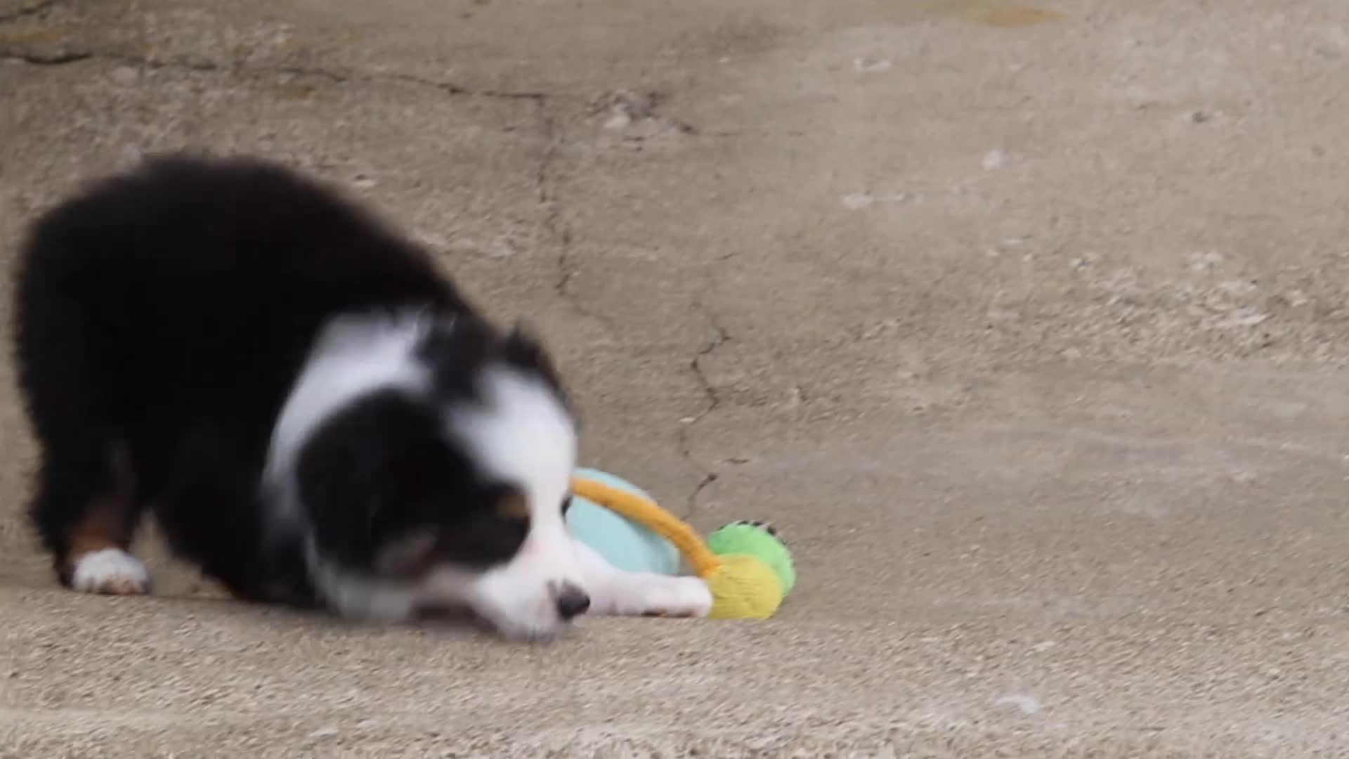 Toy Australian Shepherd dogs for sale: Logan - Video 1