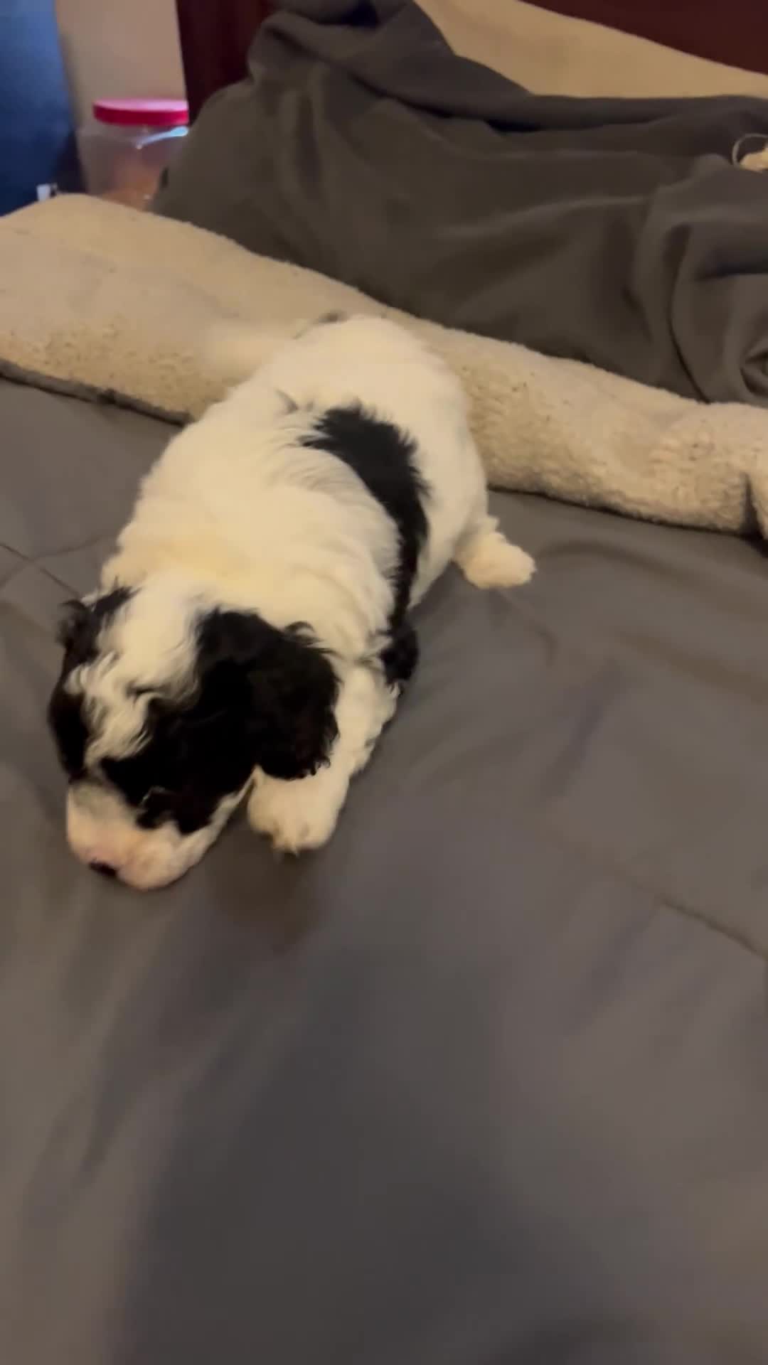Toy Poodle dogs for sale: Baby Milo - Video 1