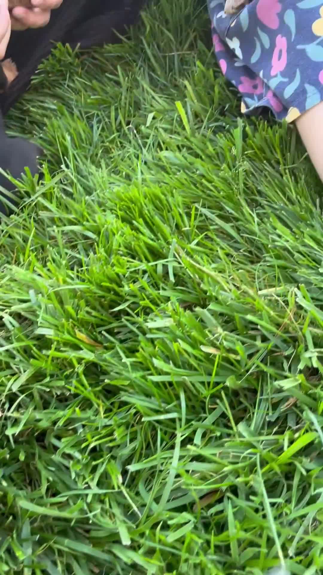 Miniature Dachshund dogs for sale: Glory - Video 2