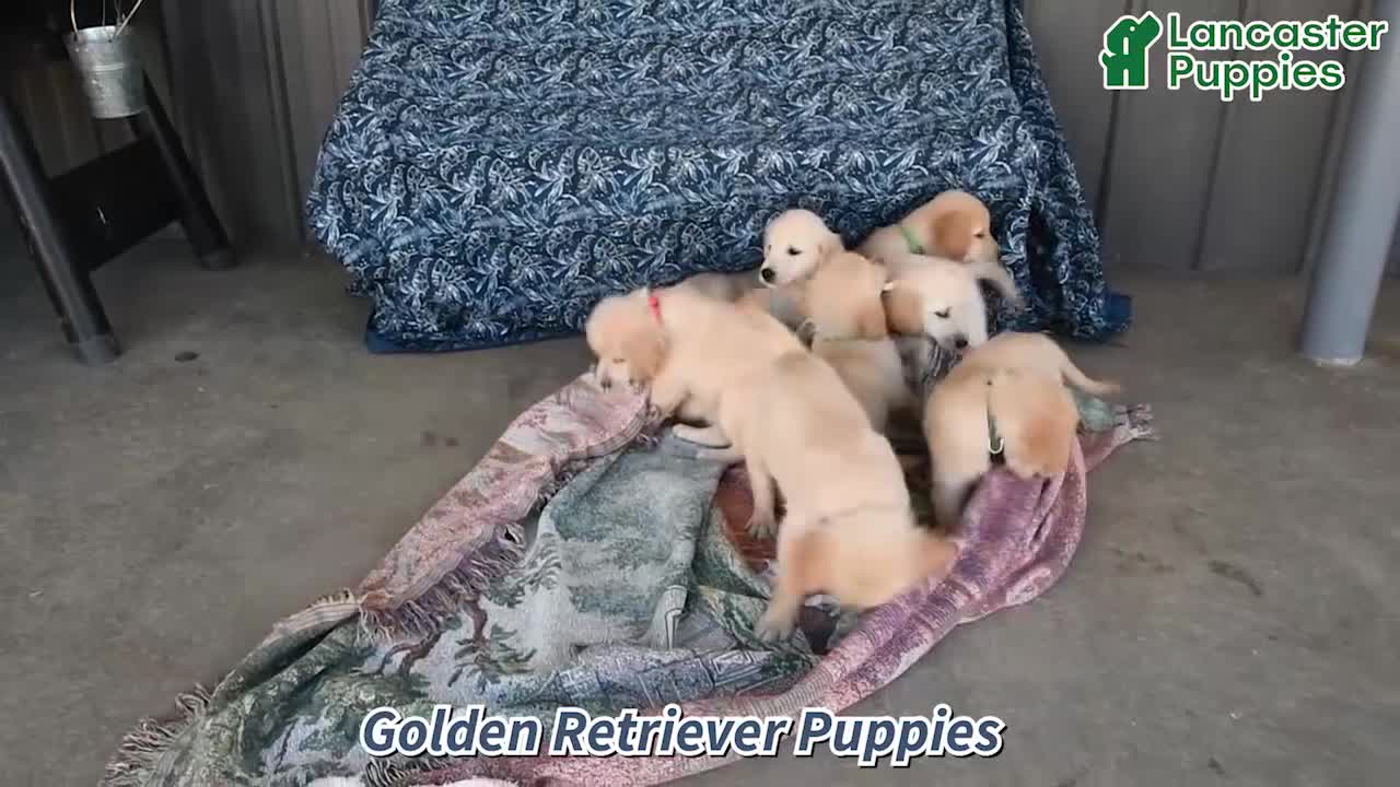 Golden Retriever dogs for sale: Tony - Video 1
