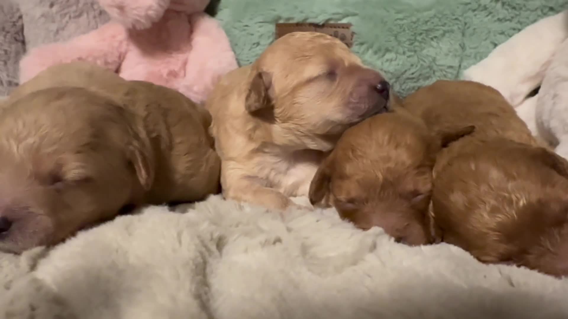 Mixed Breed dogs for sale: sharpa  - Video 1