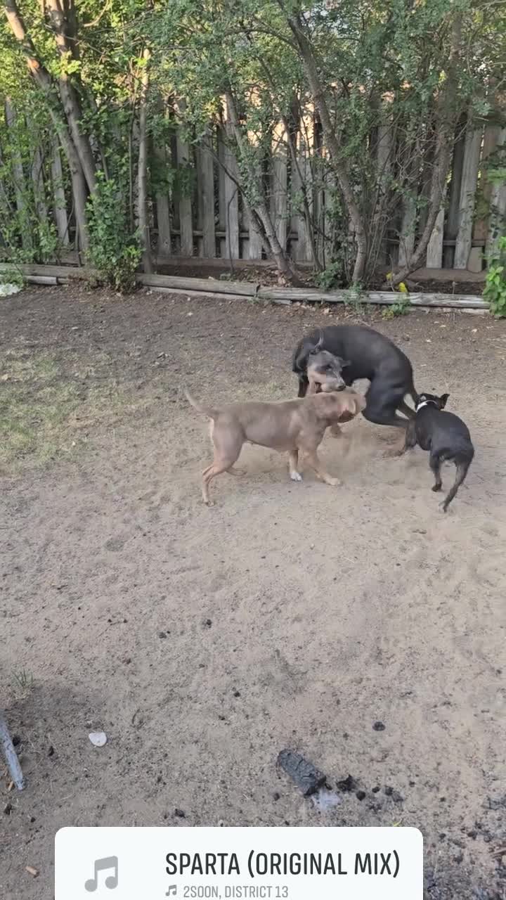 American Bully dogs for sale: American Bully  - Video 1